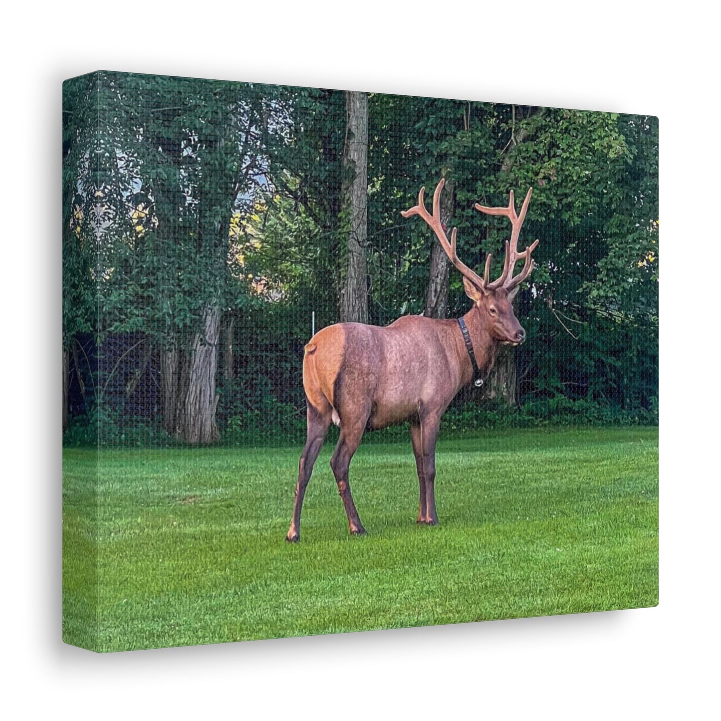 Bull Elk Canvas Gallery Wraps