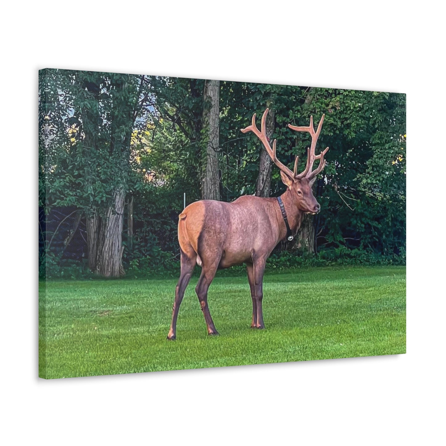 Bull Elk Canvas Gallery Wraps