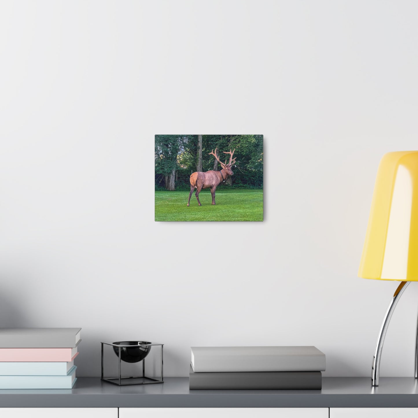 Bull Elk Canvas Gallery Wraps