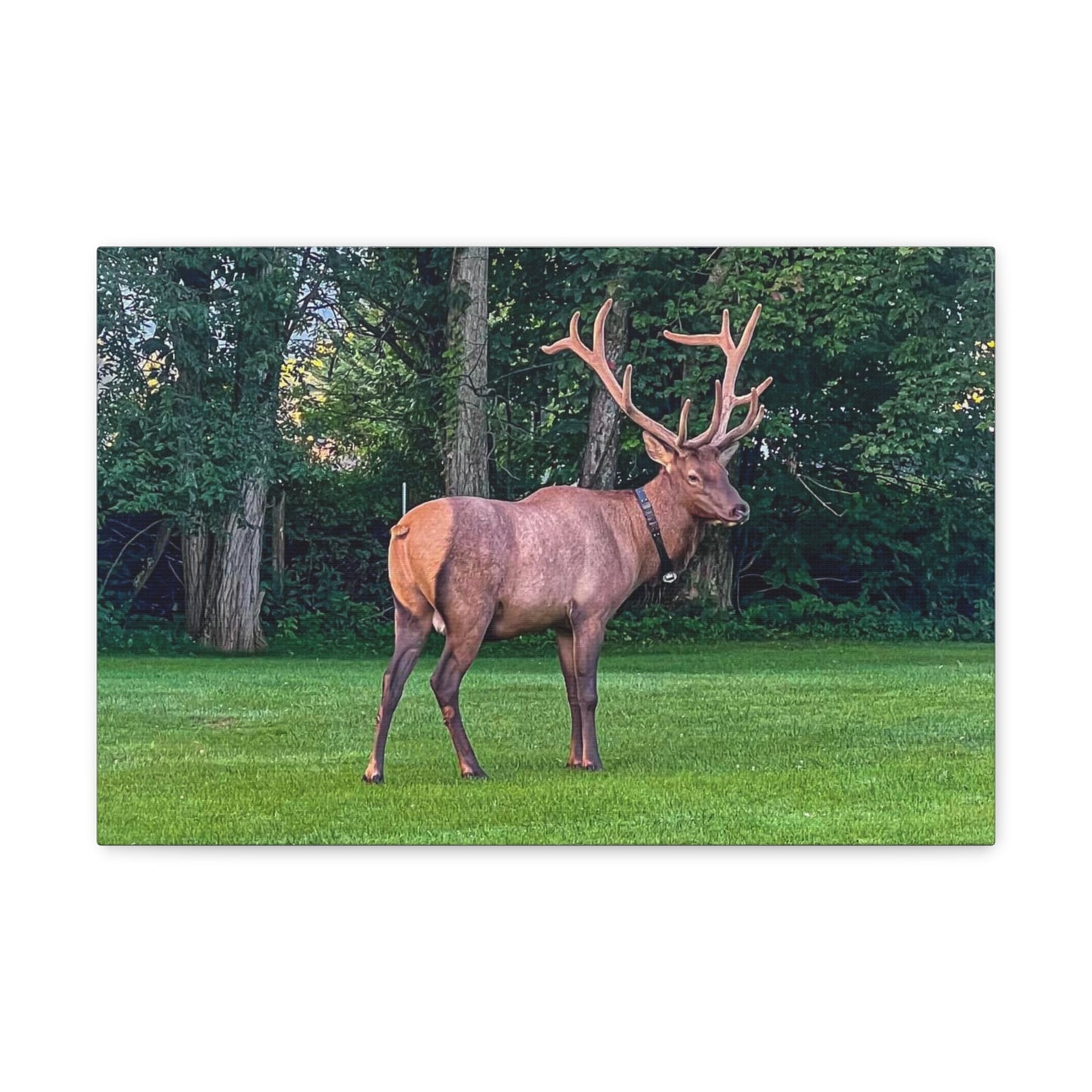 Bull Elk Canvas Gallery Wraps