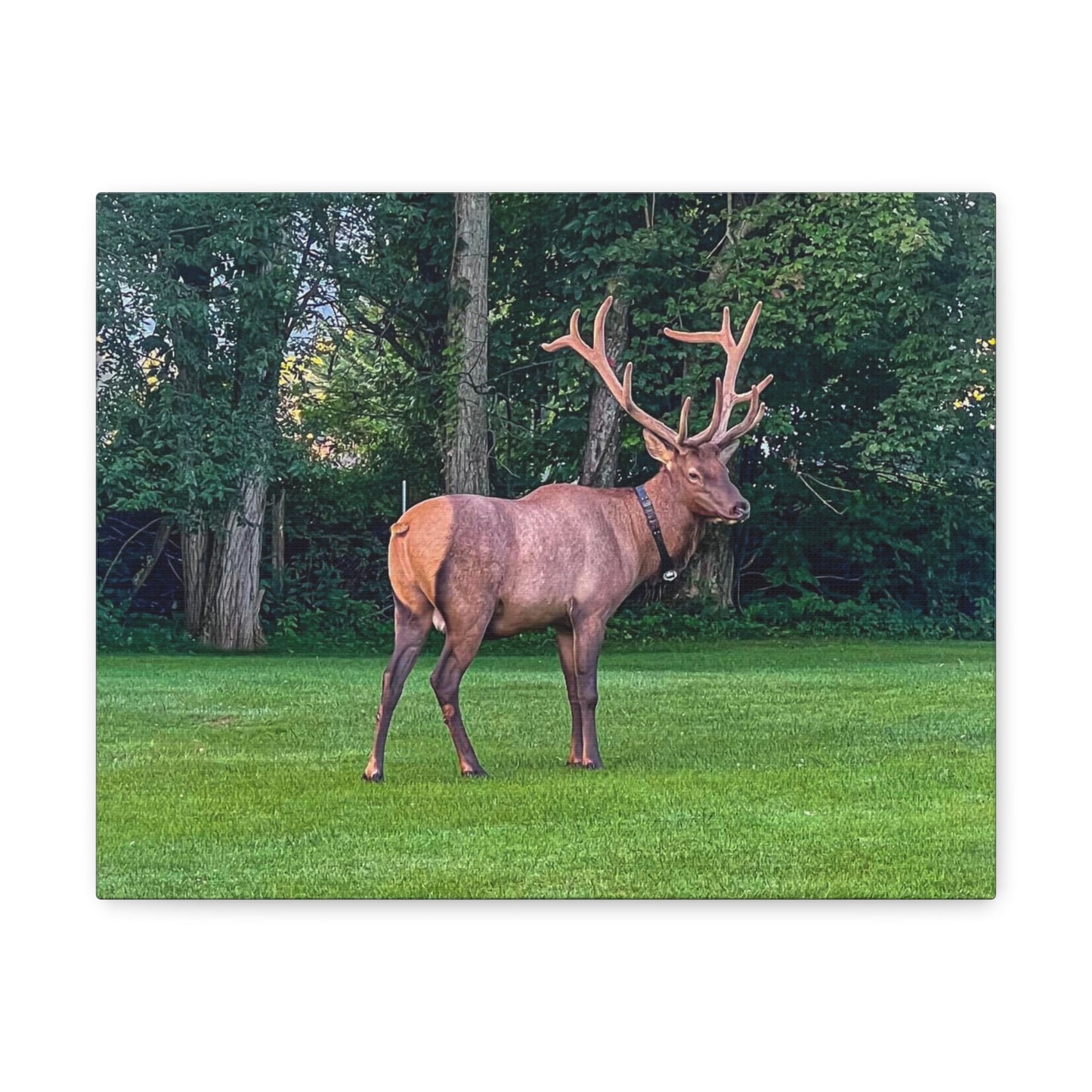 Bull Elk Canvas Gallery Wraps