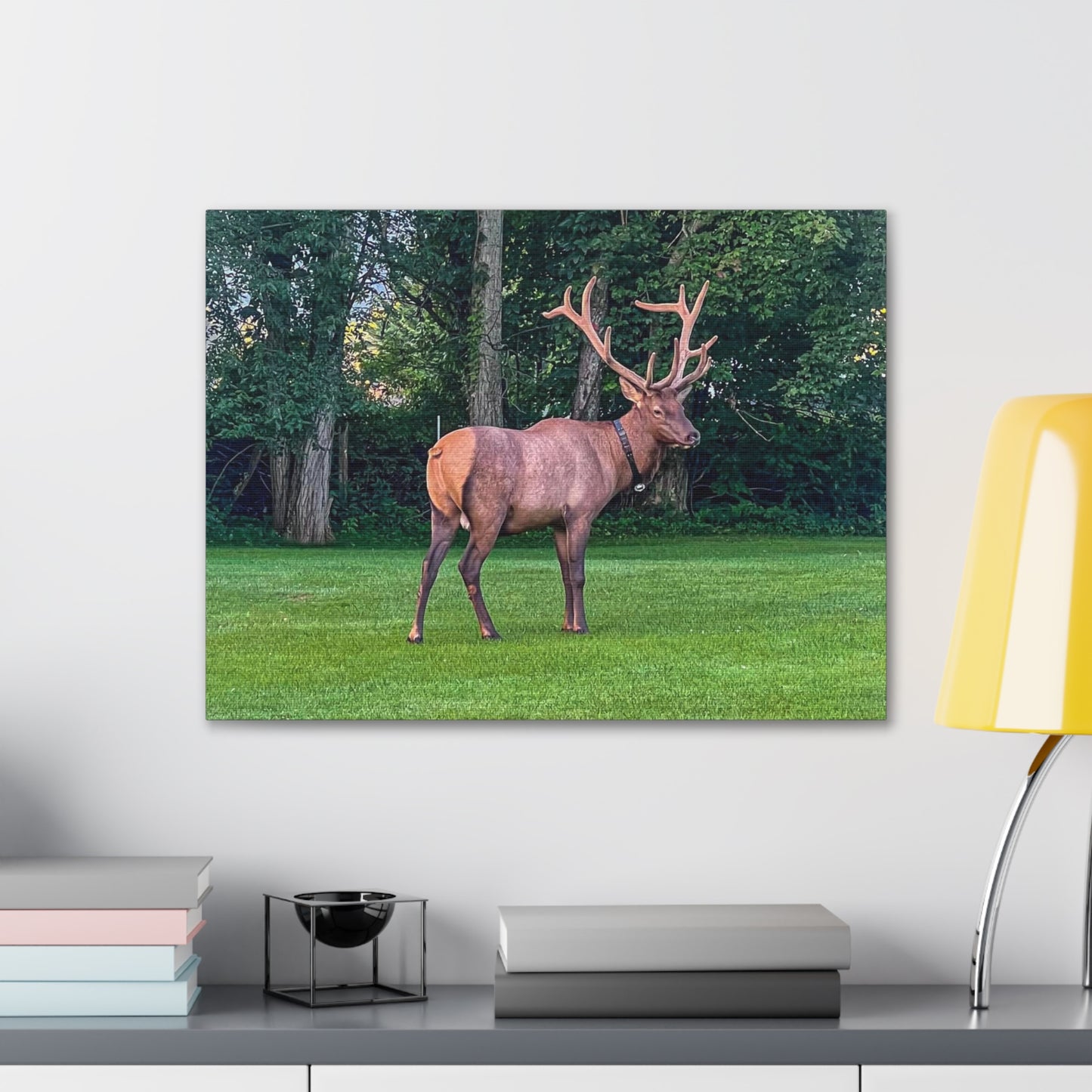 Bull Elk Canvas Gallery Wraps