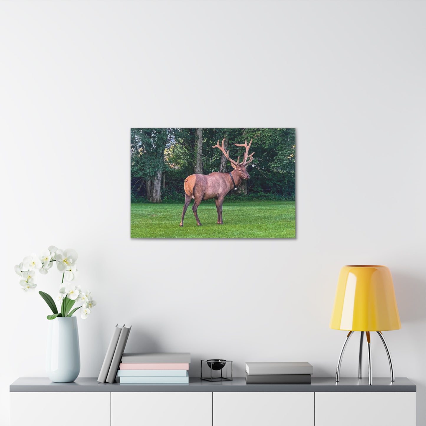 Bull Elk Canvas Gallery Wraps