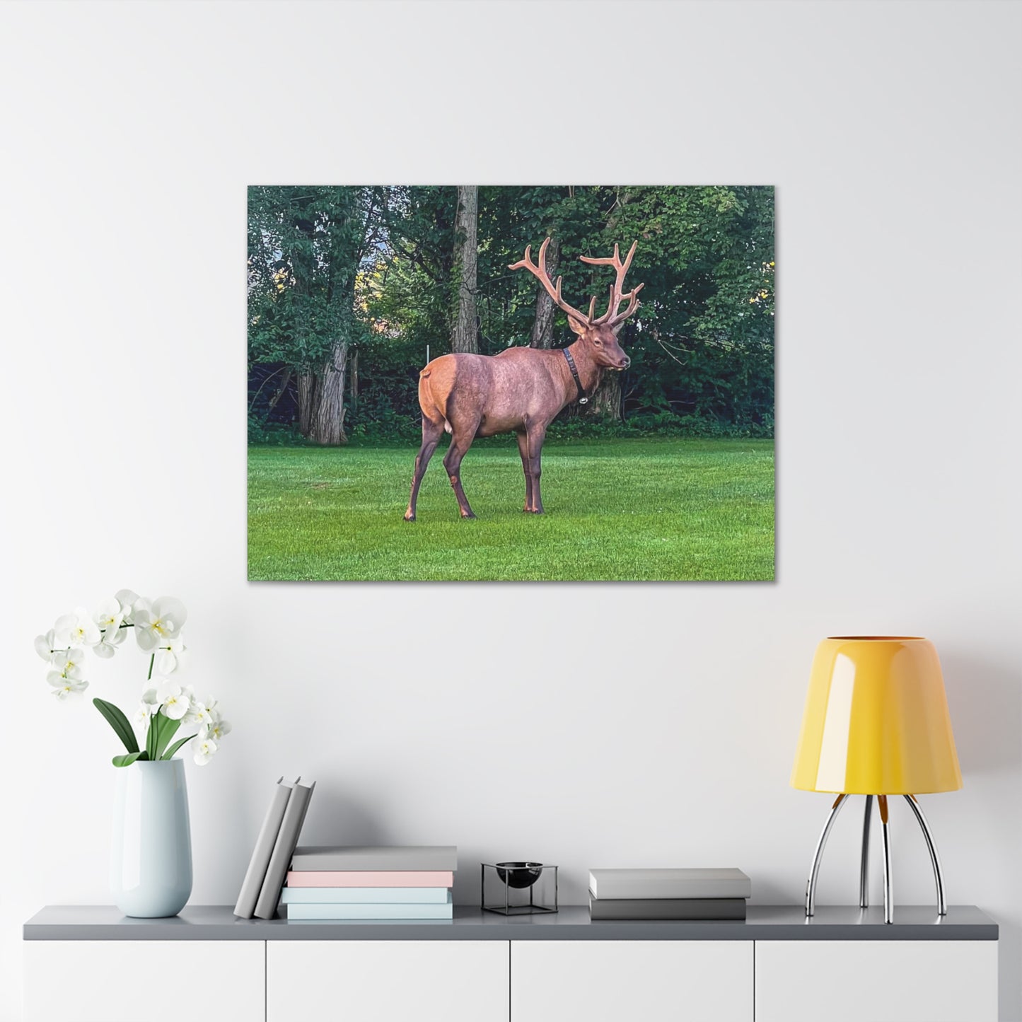 Bull Elk Canvas Gallery Wraps