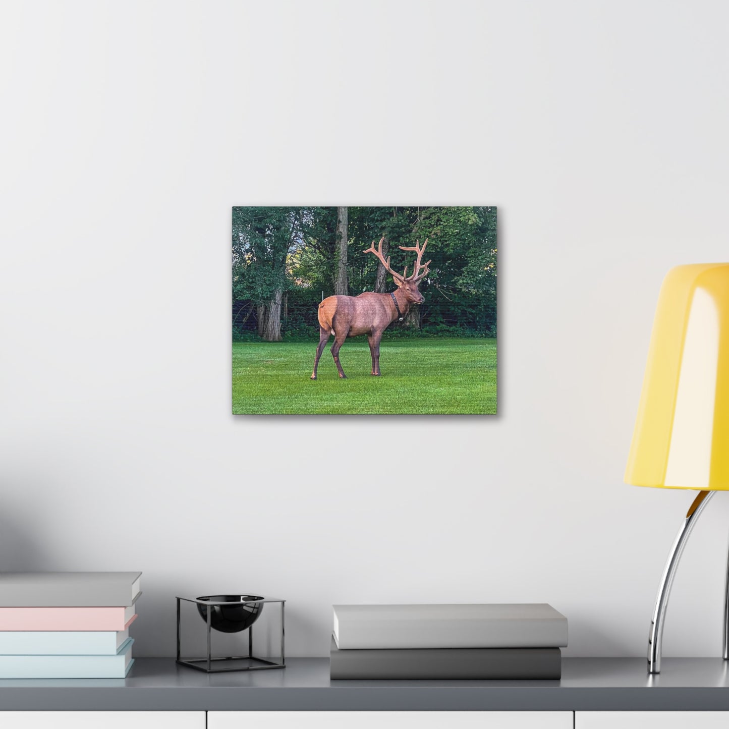 Bull Elk Canvas Gallery Wraps