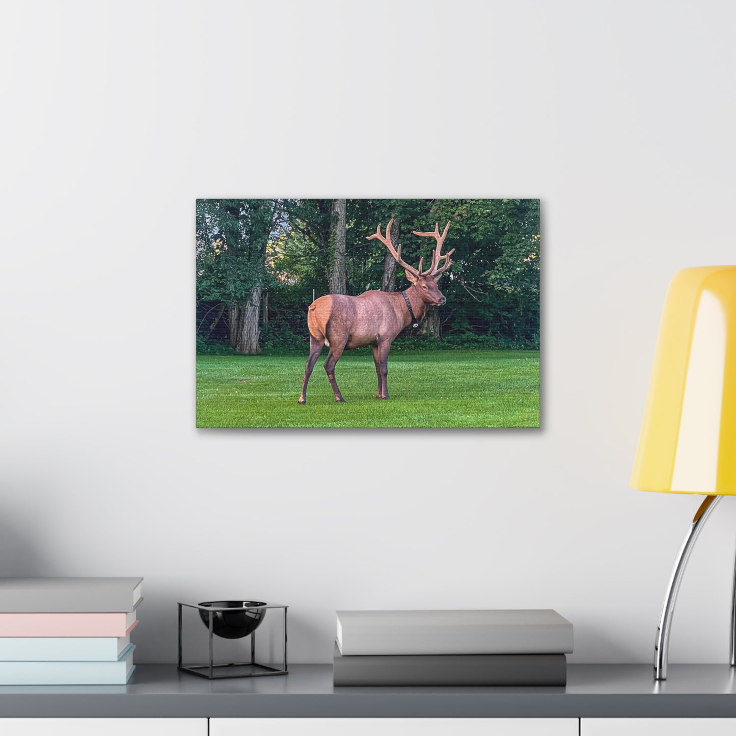 Bull Elk Canvas Gallery Wraps