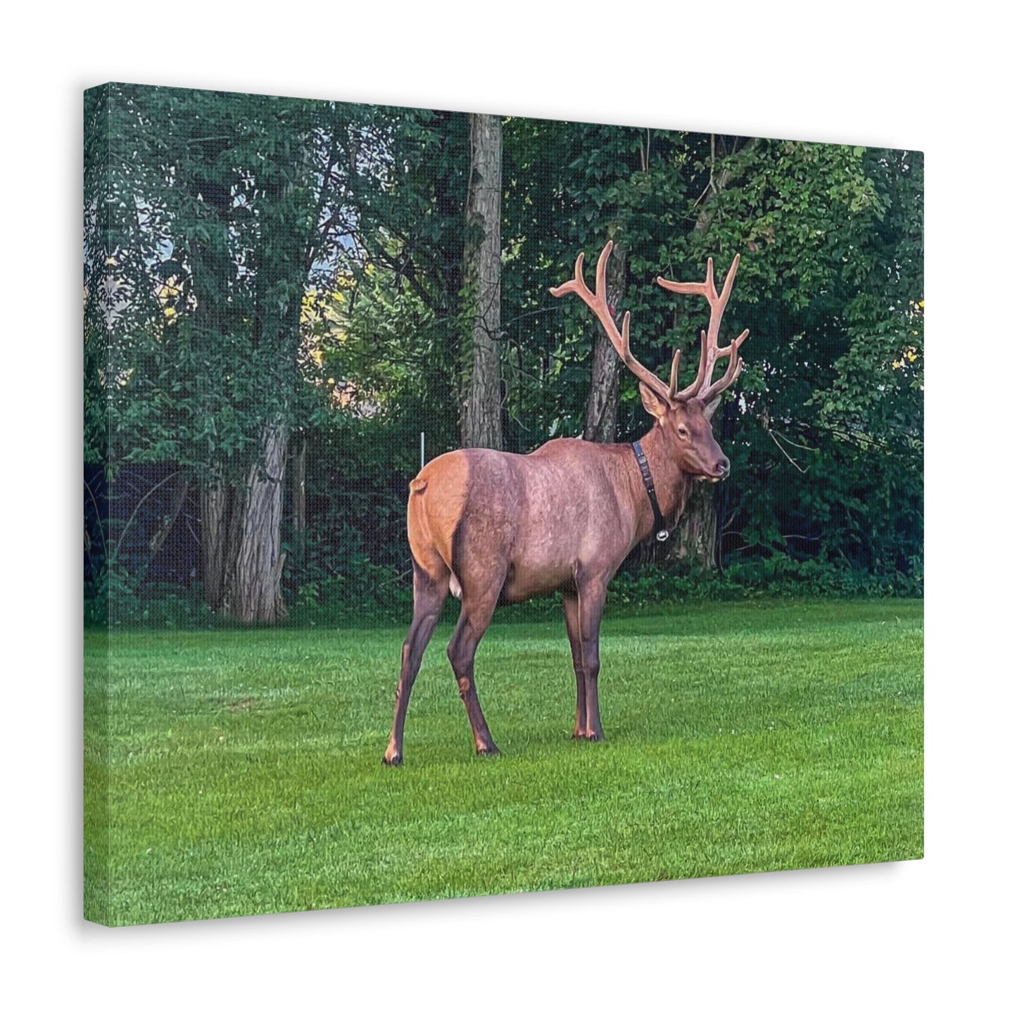 Bull Elk Canvas Gallery Wraps