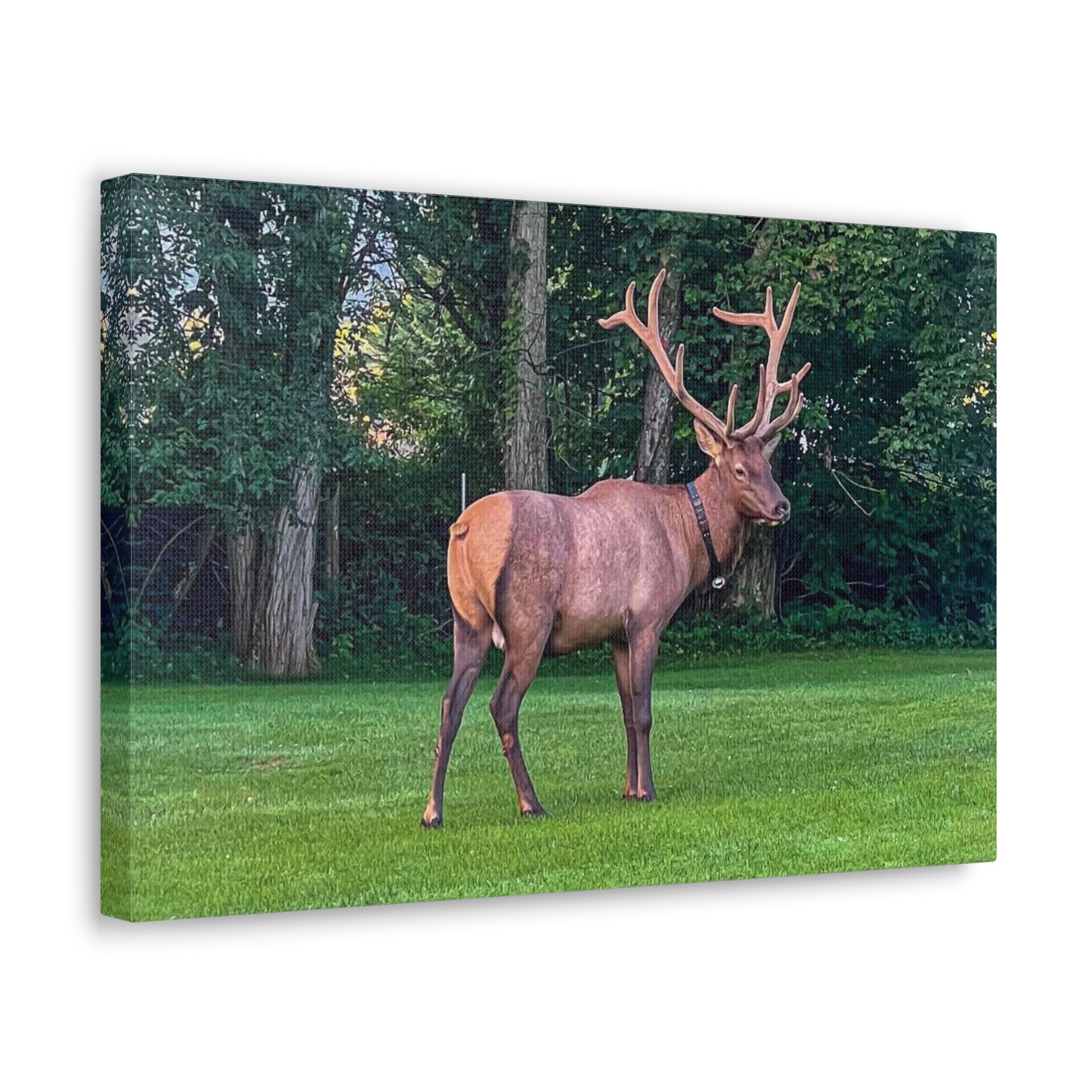 Bull Elk Canvas Gallery Wraps