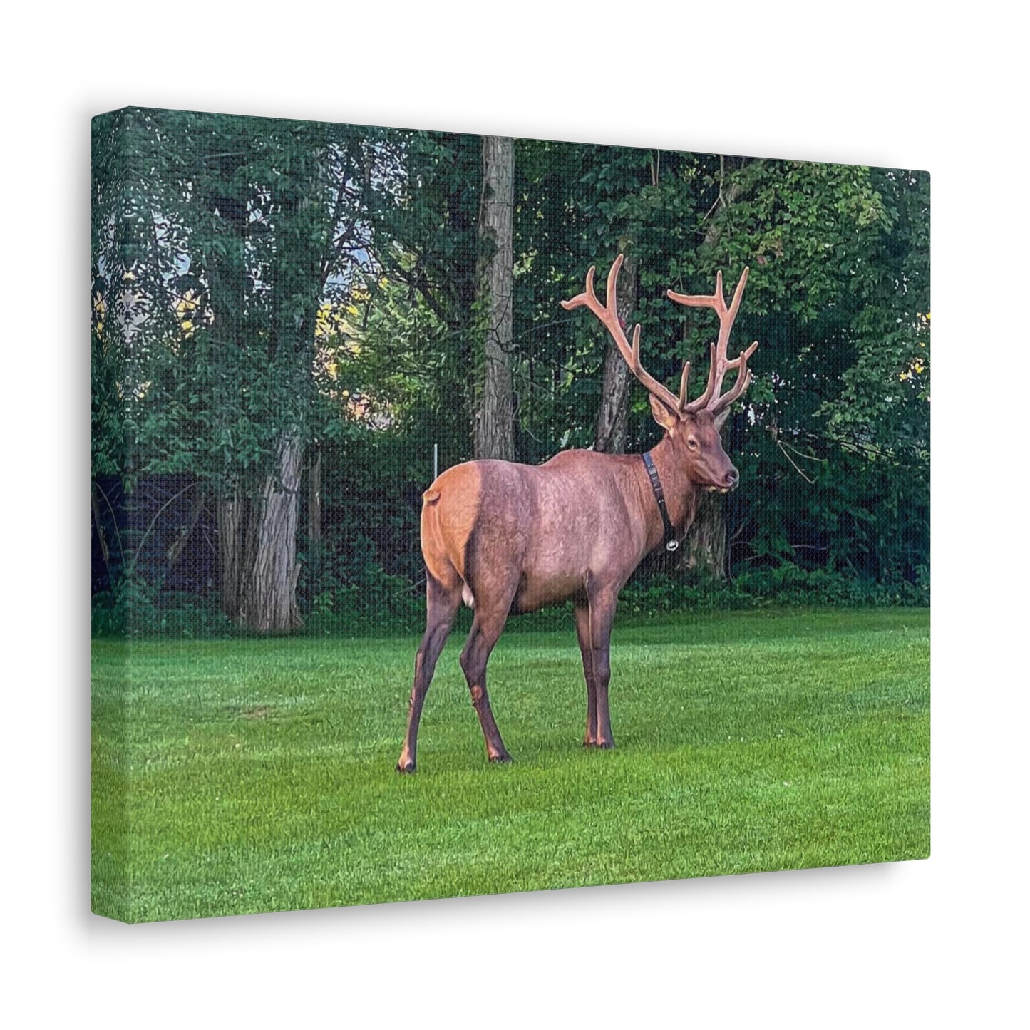 Bull Elk Canvas Gallery Wraps