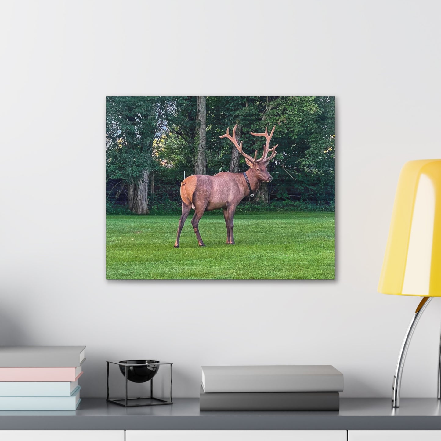 Bull Elk Canvas Gallery Wraps