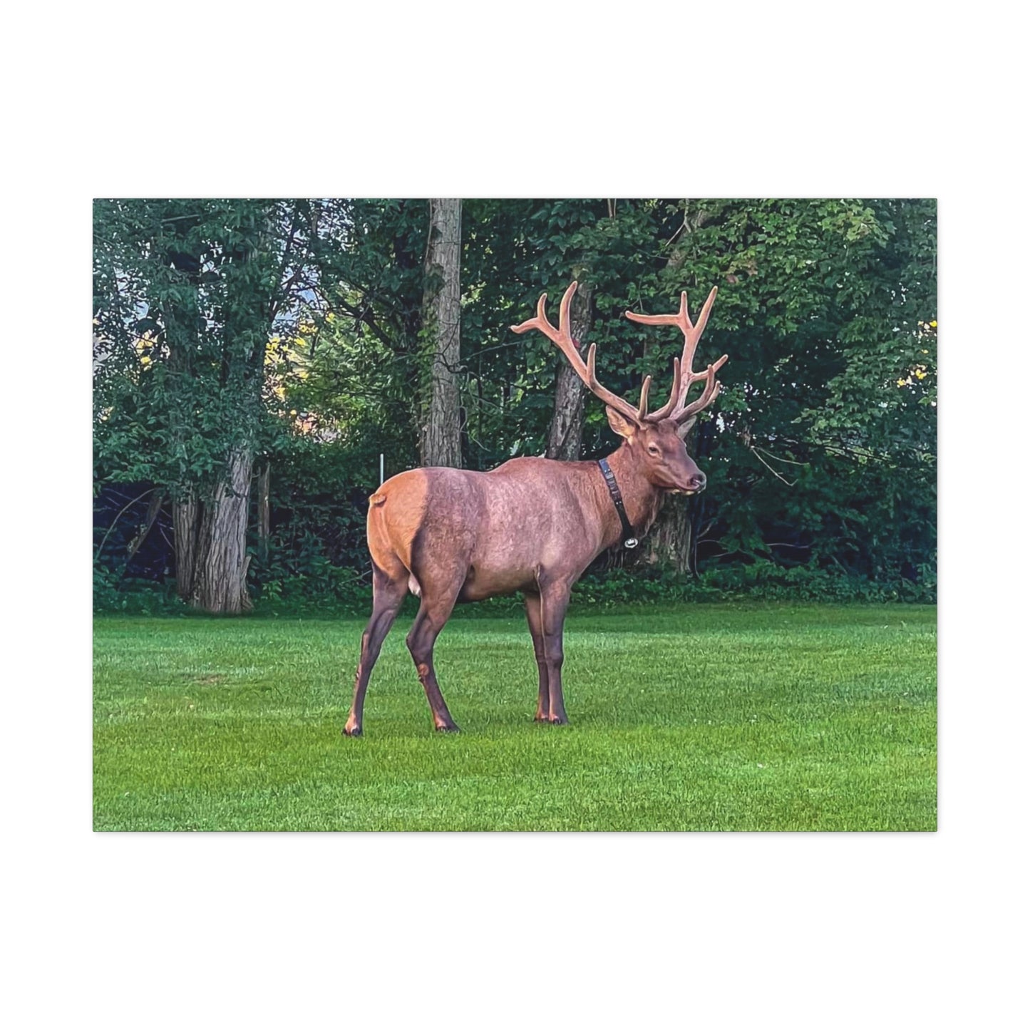 Bull Elk Canvas Gallery Wraps