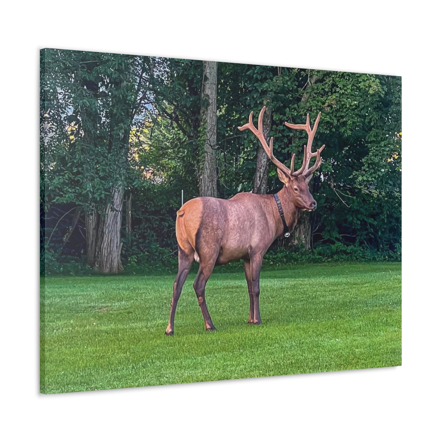 Bull Elk Canvas Gallery Wraps